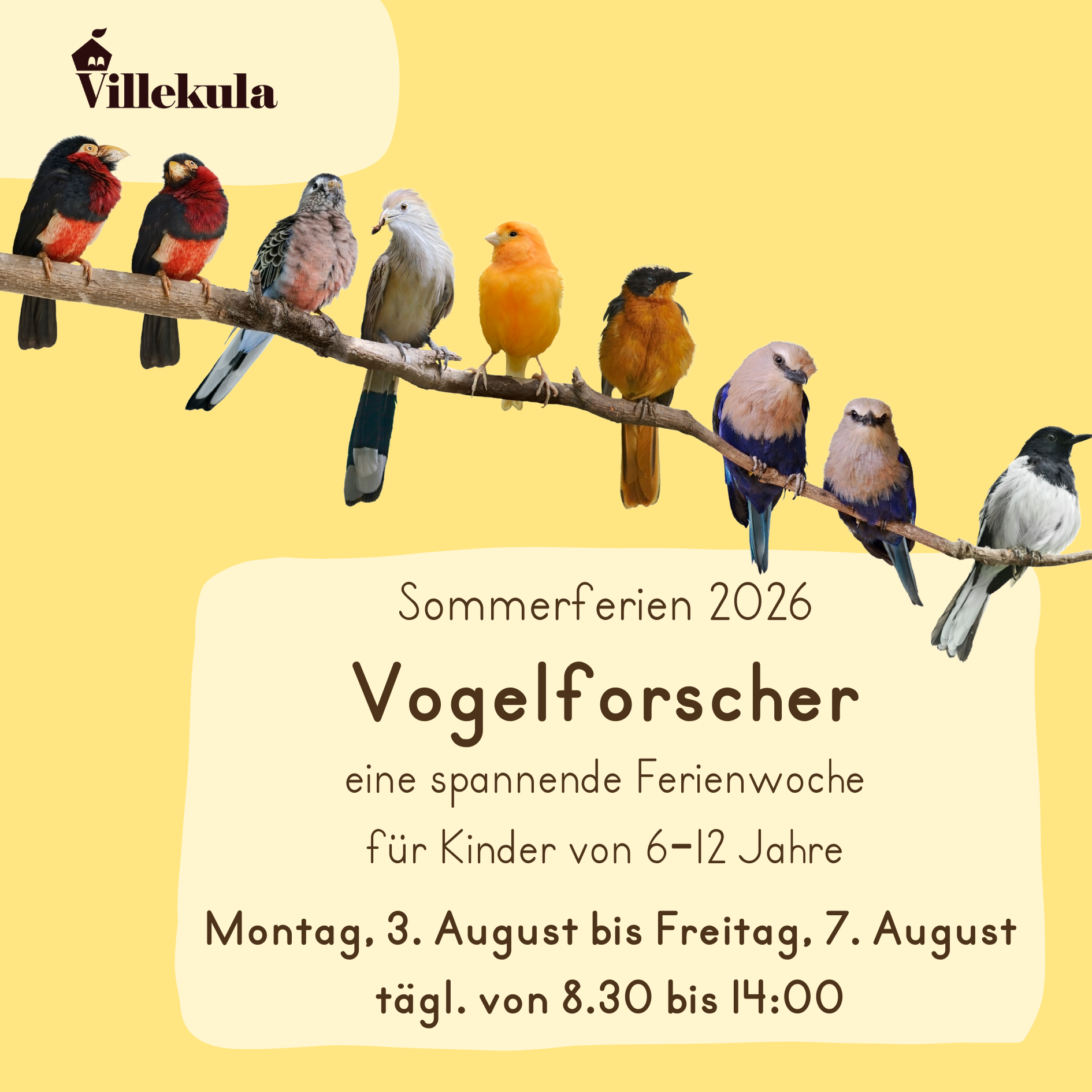 Ferienwoche 3 - "Vogelforscher*innen"